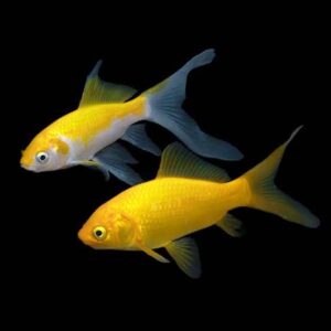 Canarino gold/golden comet - pesce rosso 5-7 cm - Carassius auratus