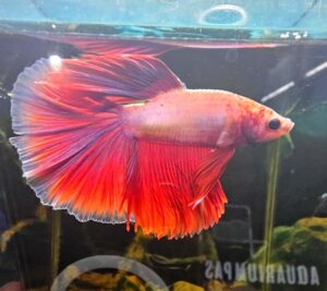 Betta splendens Halfmoon Red-Pink - FOTO REALE - pesce combattente maschio 5 cm