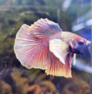 Betta splendens Big Ears Purple Red White - FOTO REALI - pesce combattente maschio 5 cm