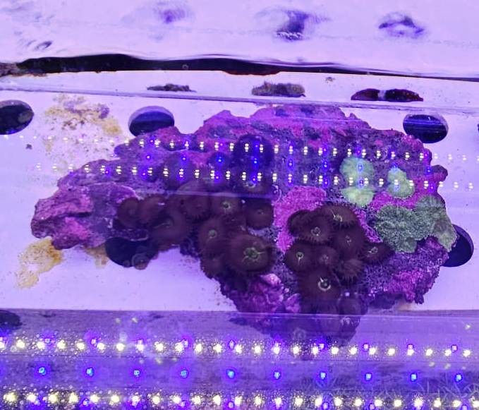 Coral Combo Discosoma Green + Protopalythoa Green