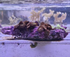 Protopalythoa red-green + Rhodactis green fluo