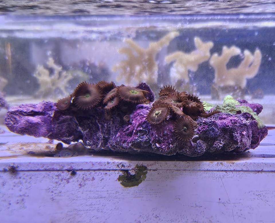 Protopalythoa red-green + Rhodactis green fluo