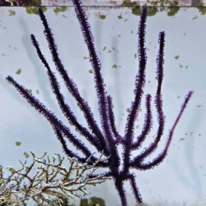 Gorgonia Purple Photosyntetik - FOTO REALI - Corallo molle facile - frag 18-25 cm