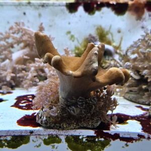 Coral combo: Xenia Pumping + Lobophytum - Coralli molli facili - FOTO REALE