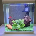Acquario betta