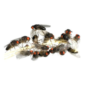 Cibo vivo terrario.