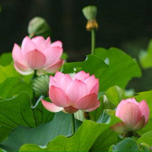 Fiori di loto.