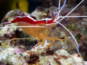 Gamberi, lumache e invertebrati marini