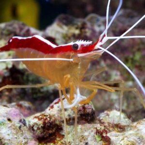 Gamberi, lumache e invertebrati marini