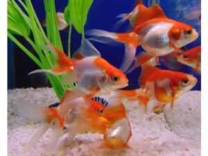 Goldfish - Orifiamma