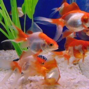 Goldfish - Orifiamma