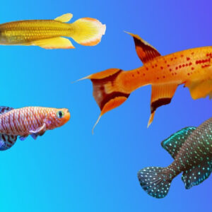 Killifish