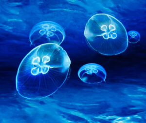 Meduse - Jellyfish