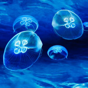 Meduse - Jellyfish