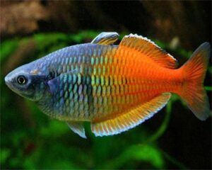 Melanotenidi - Rainbowfish
