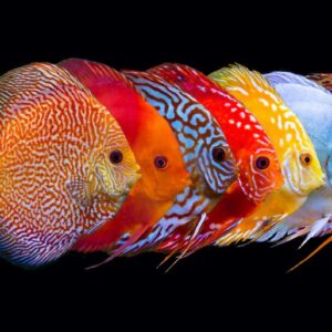 Pesci tropicali d'acqua dolce