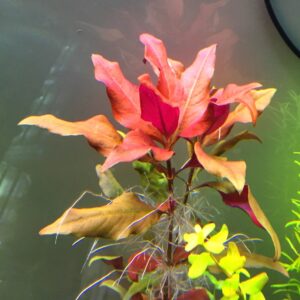 Piante rosse