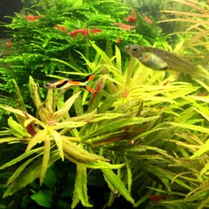 Poecilia Wingei Endler