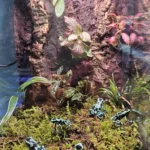 Terrario
