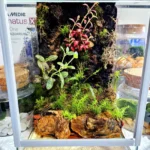 terrario diversa