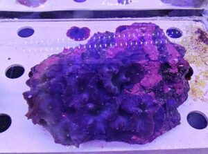 Discosoma Electric Blue roccetta