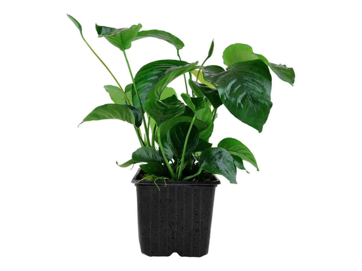 Anubias Barteri Wrinkle Leaf - pianta epifita facile a foglia larga ondulata