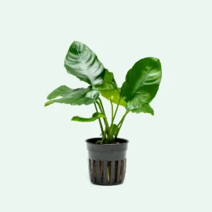 Anubias Barteri Wrinkle Leaf - pianta epifita facile a foglia larga ondulata