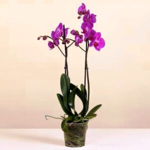 Orchidea Phalaenopsis Nana Purple mini viola/fucsia