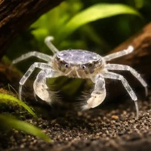 Limnopilos naiyanetri - Micro Granchio Cinese 0.5-1 cm - granchio acquatico per acquario con caridine e nanofish