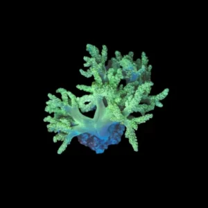 Capnella Kenya Tree green - Corallo molle facile - frag 8-10 cm