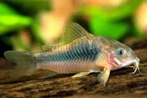 Corydoras Aeneus 2-3 cm, pesce da fondo bronzo