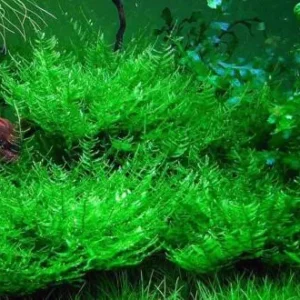MUSCHIO Taxiphyllum sp. Spiky Moss 6x6 cm