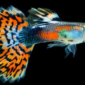 Guppy maschio selezionato Snakeskin Orange mix, Poecilia reticulata male 3,5 cm