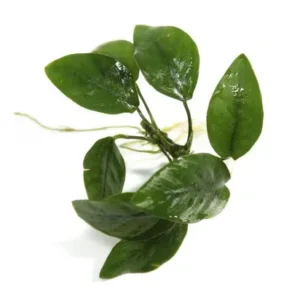 ANUBIAS BONSAI, piccola pianta epifita da primo piano in vasetto