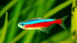 Paracheirodon axelrodi, Tetra Cardinale 1,5-3 cm