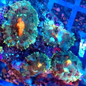 Rhodactis Green-Orange - Mushroom - Corallo molle facile - 1 disco su frag