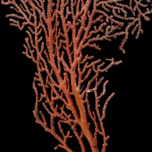 Gorgonia RED Photosyntetik - Corallo molle facile - frag 10-15 cm