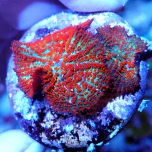 Rhodactis Superman -  Mushroom - Corallo molle facile - 1 disco su frag
