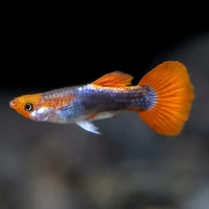 Guppy maschio koi TUXEDO Red Cap, Poecilia reticulata male 3,5 cm