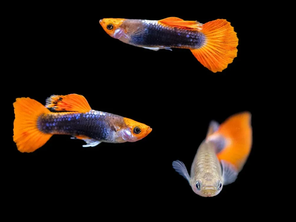 Guppy maschio koi TUXEDO Red Cap, Poecilia reticulata male 3,5 cm