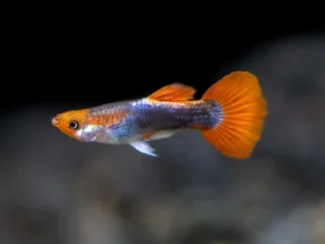 Coppia di Guppy Koi TUXEDO Red Cap, Poecilia reticulata 3,5 cm maschio + femmina
