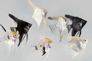 Pterophyllum Scalare Color mix 3-5 cm
