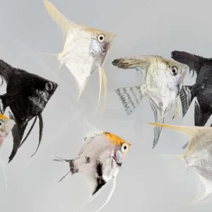 Pterophyllum Scalare Color mix 3-5 cm