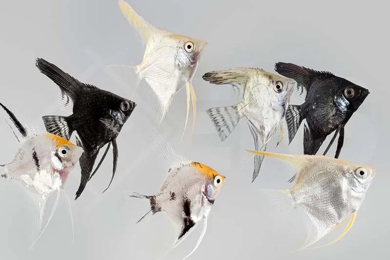 Pterophyllum Scalare Color mix 3-5 cm