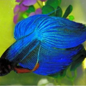 Betta splendens veiltail blue XL, pesce combattente maschio 4,5 cm