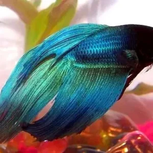 Betta splendens veiltail Green-blue XL, pesce combattente maschio 4,5 cm