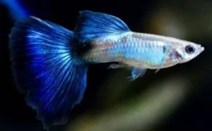 Coppia di Guppy Blue Queen, Poecilia reticulata 3,5 cm