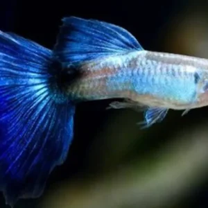 Guppy maschio Blue Queen, Poecilia reticulata male 3,5 cm