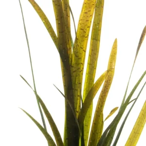Vallisneria Leopard Tiger, pianta da sfodo a crescita rapida