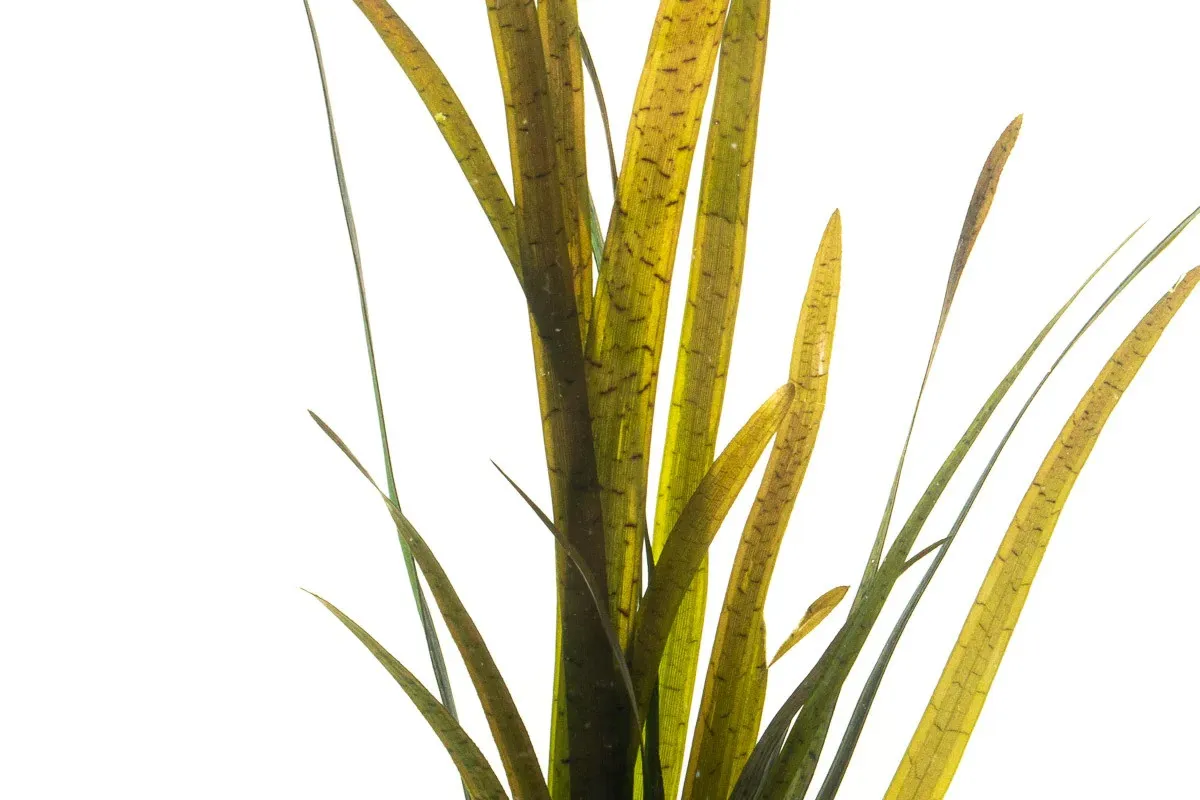Vallisneria Leopard Tiger, pianta da sfodo a crescita rapida